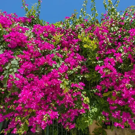 Vallia's Seaview Complex アルガッシ